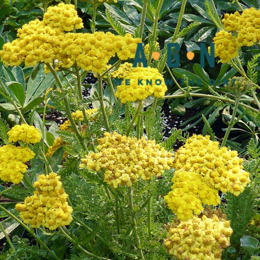 Little Moonshine Yarrow