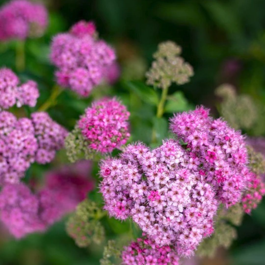 Little Princess Spirea