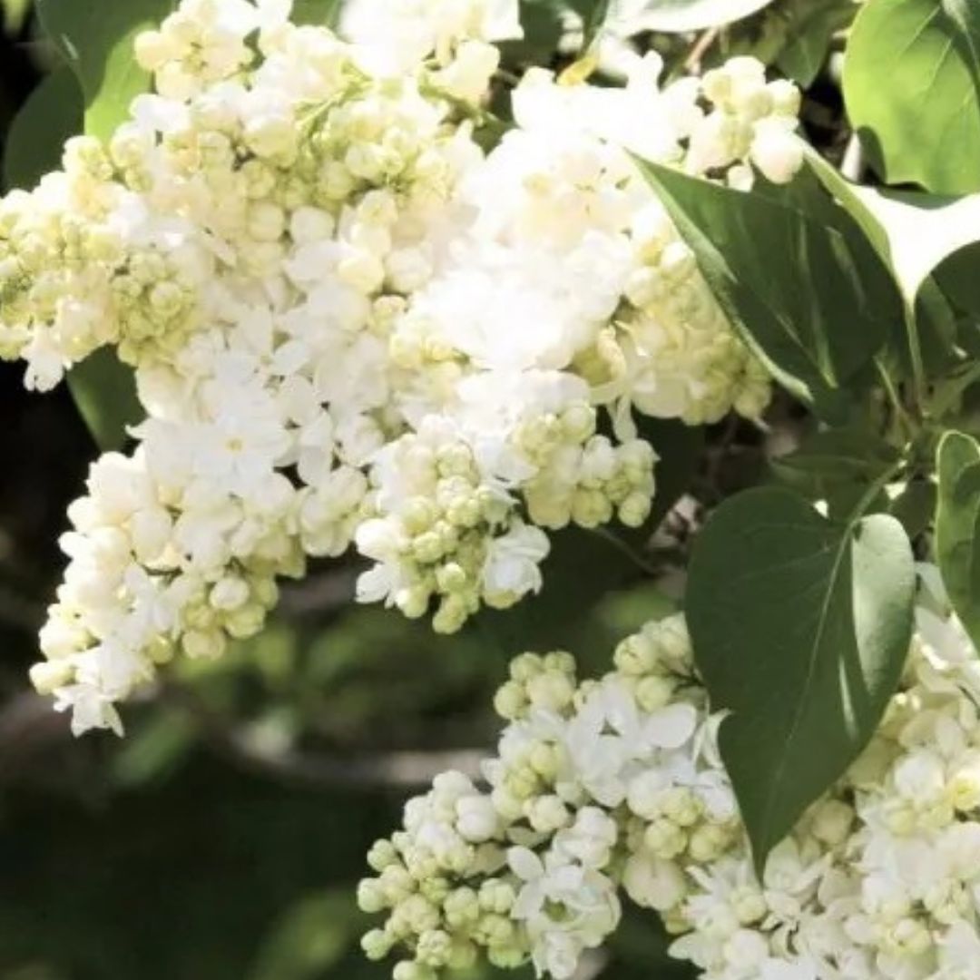 Madame Lemoine Lilac Shrub