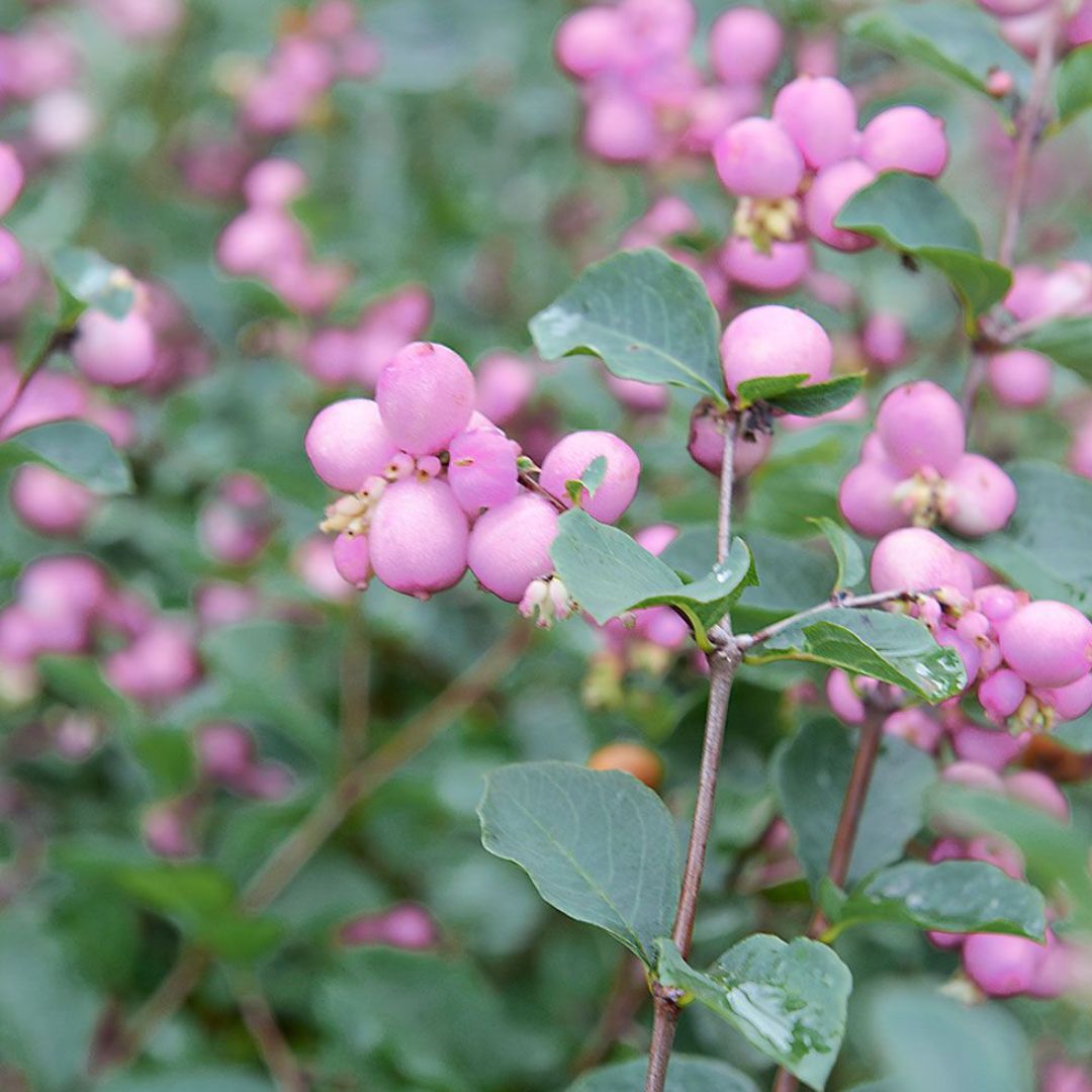 Magic Berry Coralberry