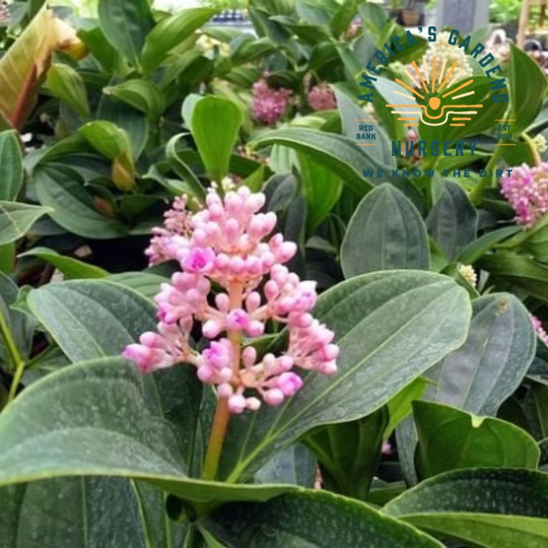 Malaysian Orchid (Medinilla myriantha)