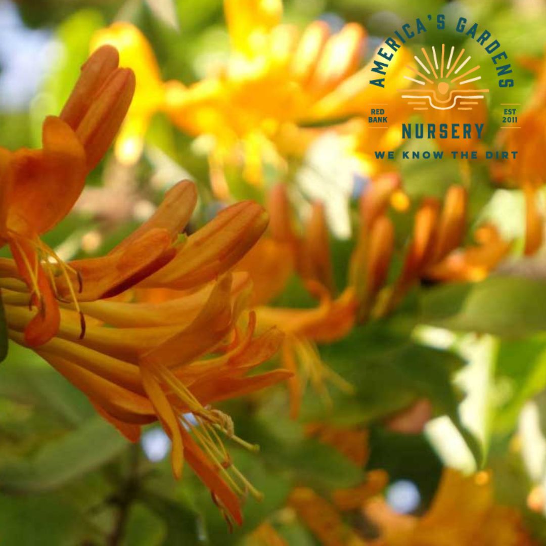 Mandarin Honeysuckle