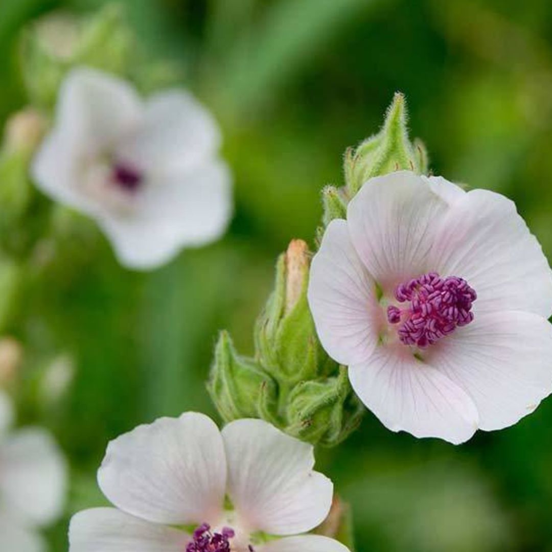 Marshmallow Plant