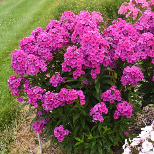 Material Girl Tall Phlox