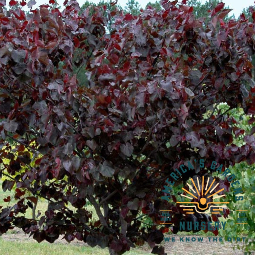 Merlot Redbud Tree