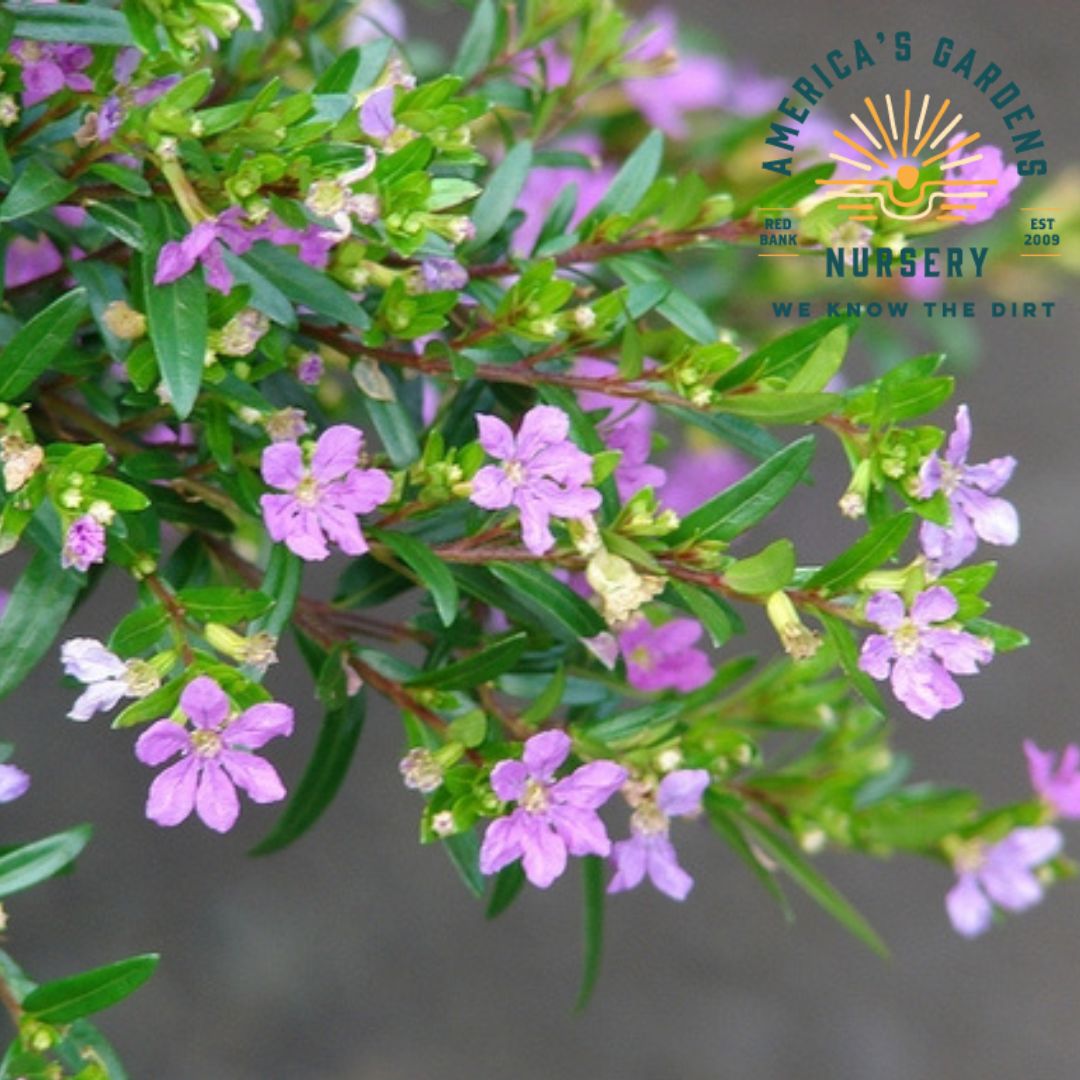 Mexican Heather Plant (Cuphea)