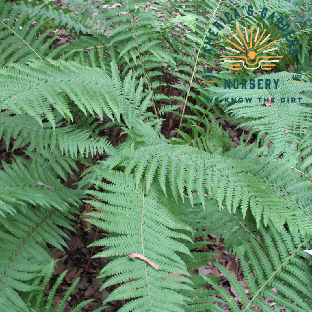 Mexican Male Fern