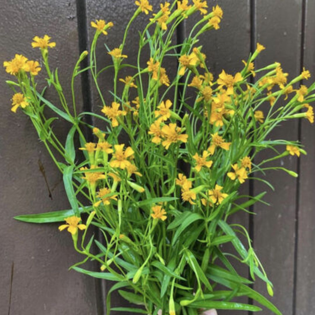 Russian Tarragon