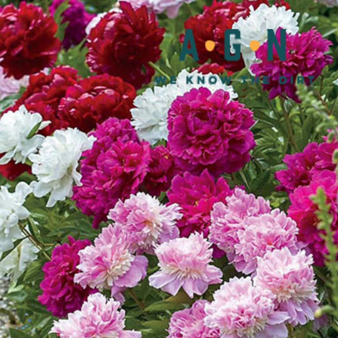 Peony, Mixed Double