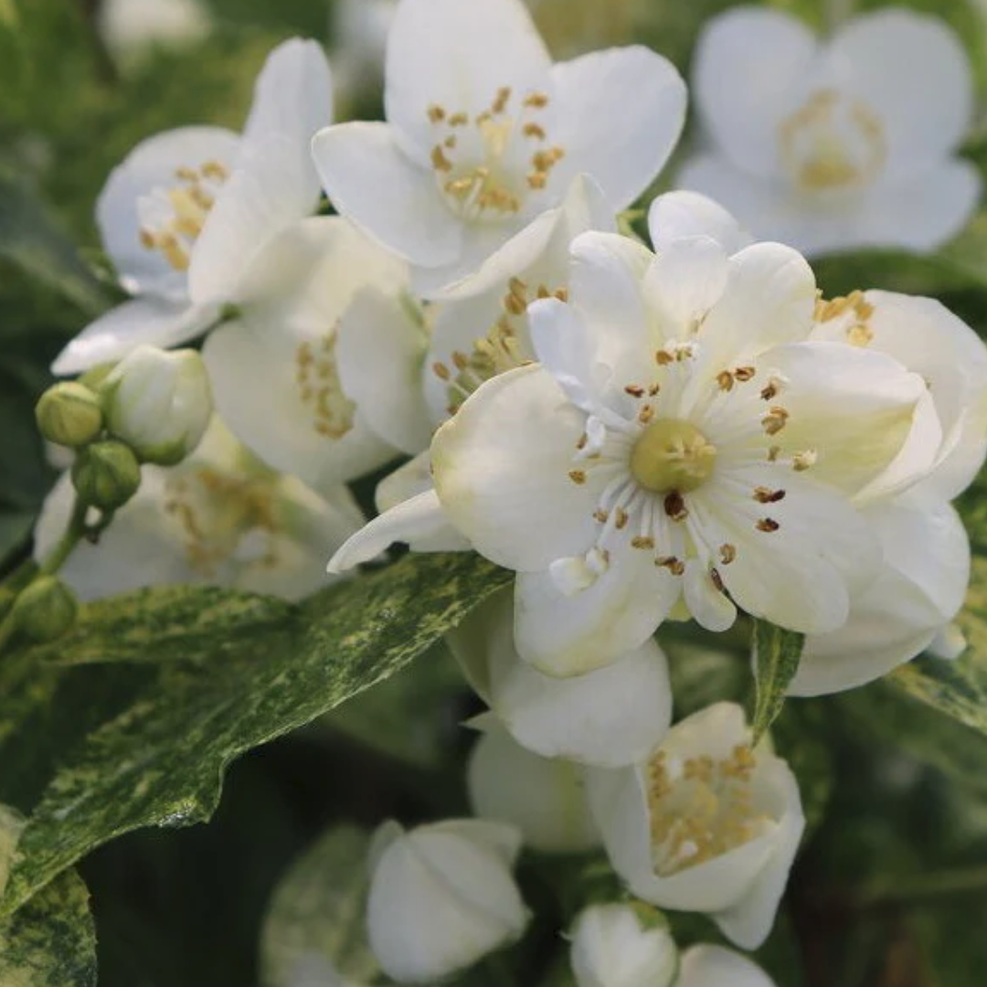 Illuminati Sparks Mock Orange Shrub