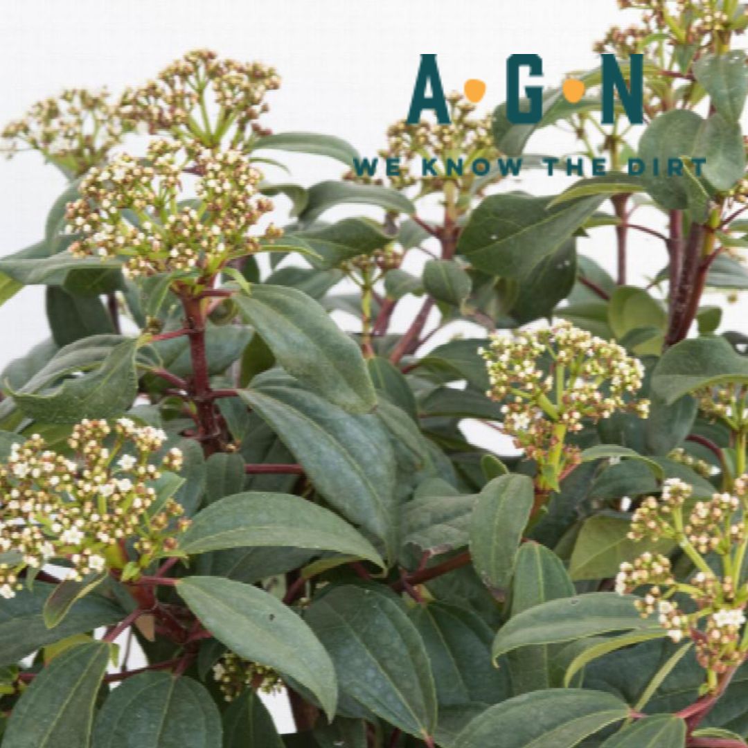 Moonlit Lace Viburnum