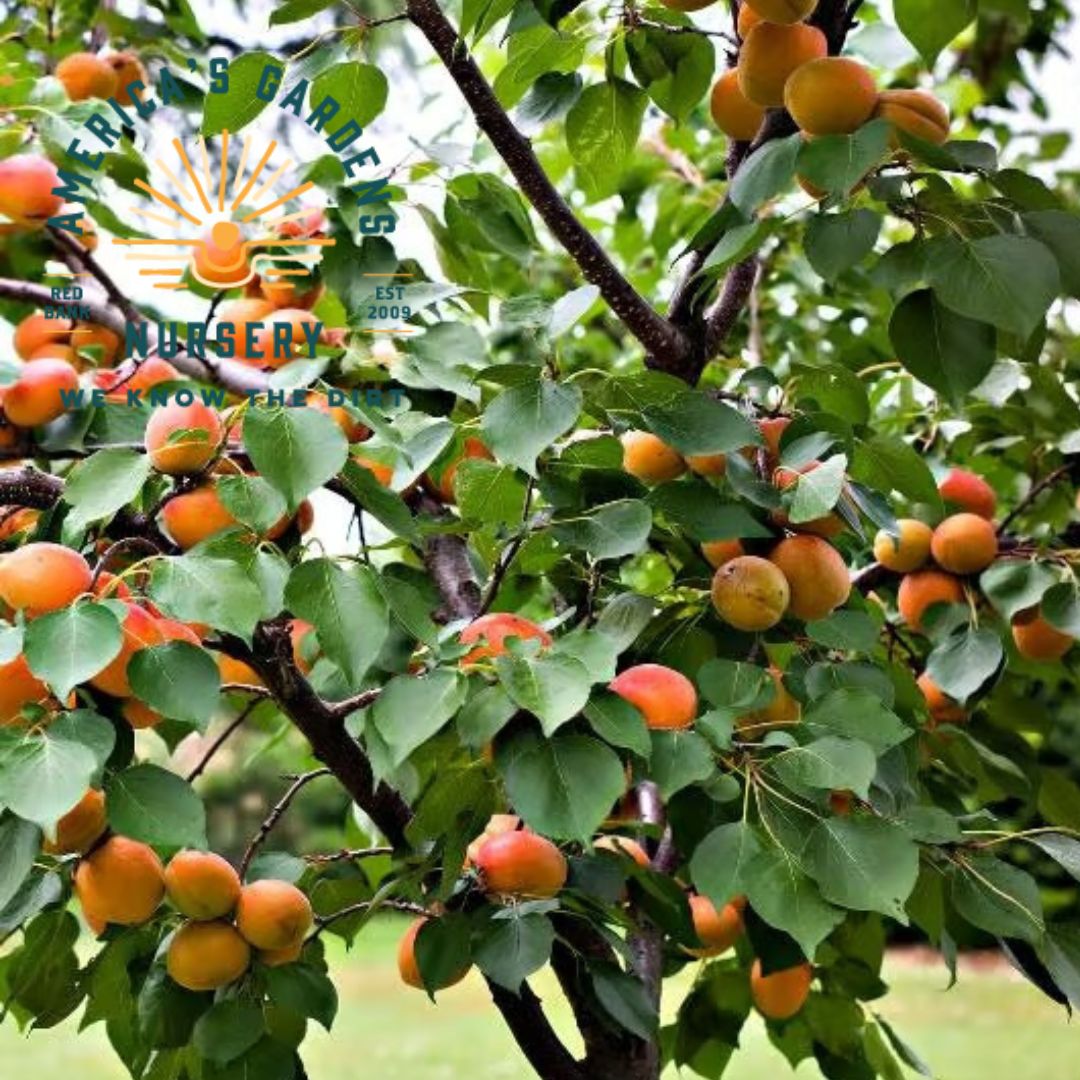 Moorpark Apricot Tree