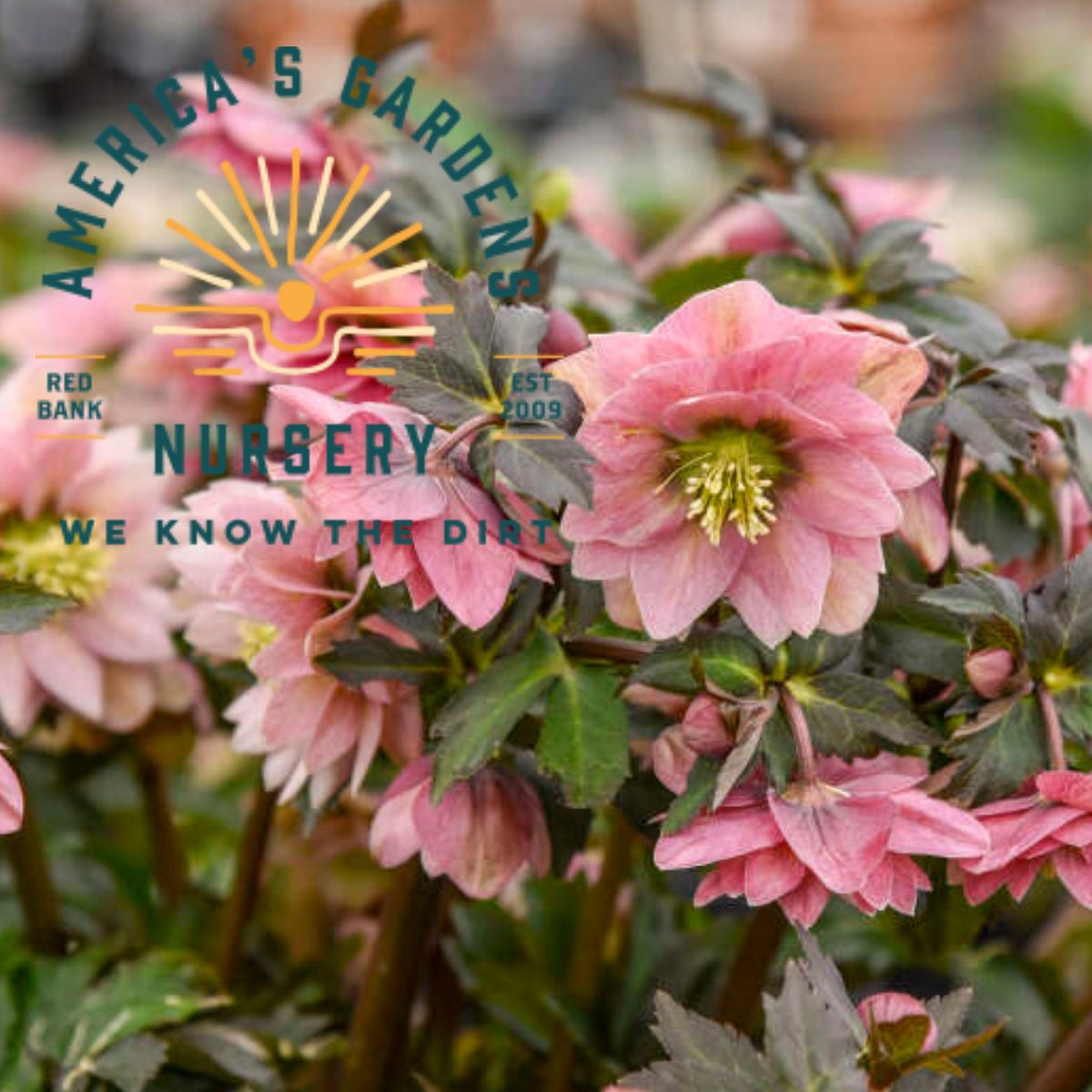 Mother of the Bride Helleborus (Lenten Rose)