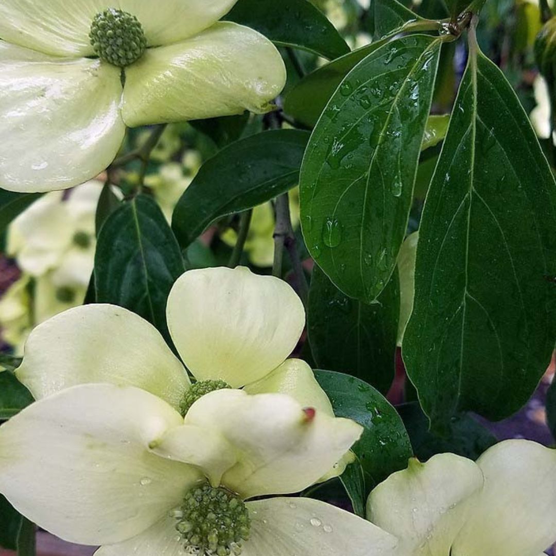 Mountain Moon Dogwood Tree