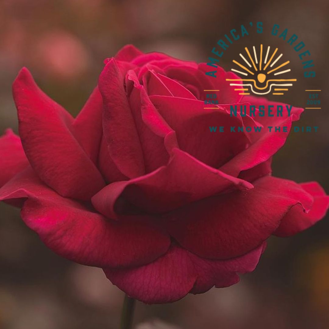 Mister Lincoln Rose Bush