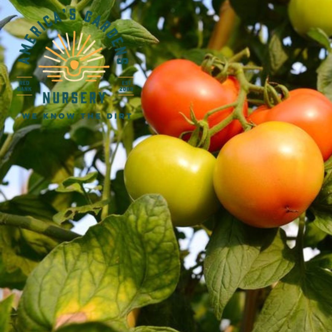 Mr Stripey Tomato Plant