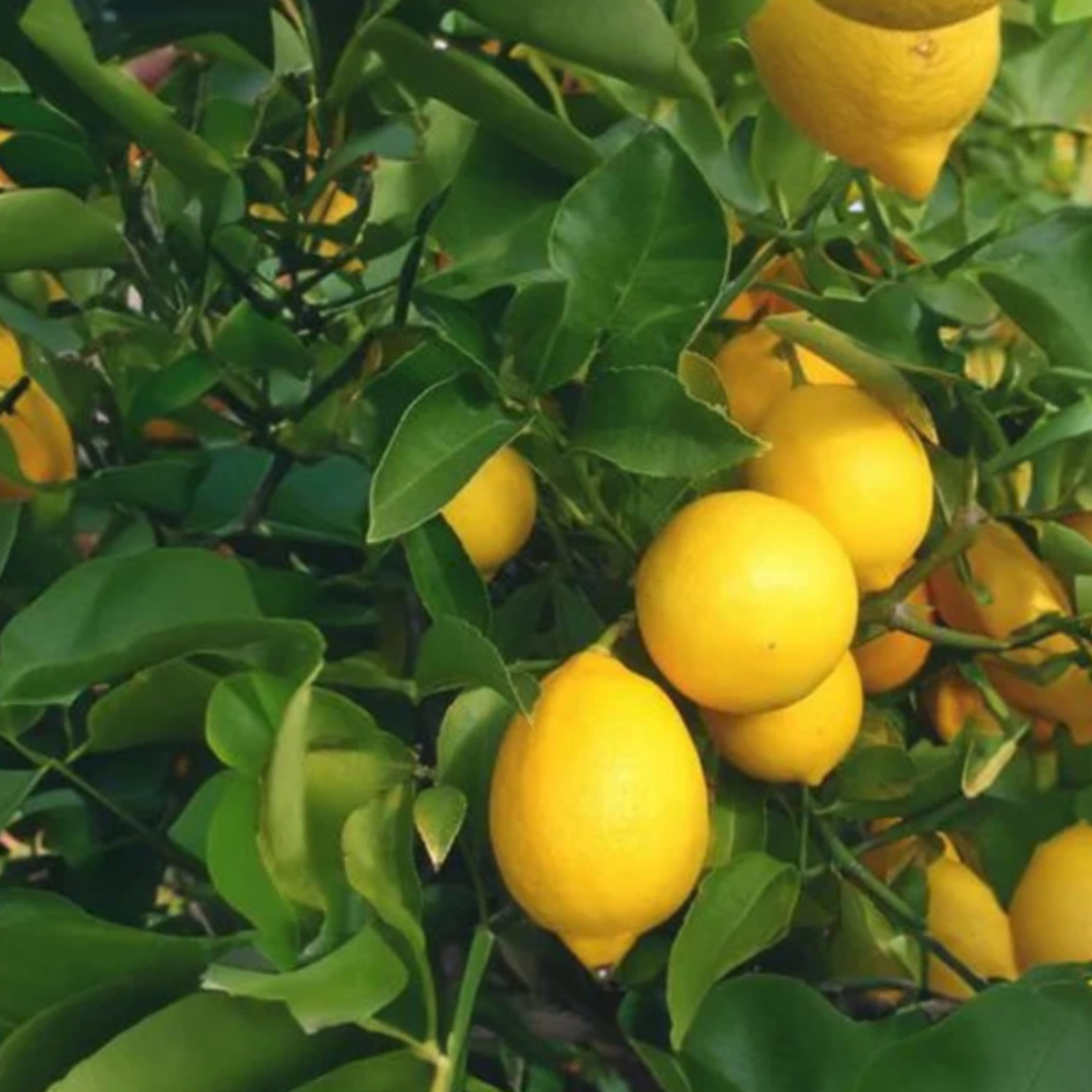 Meyer Lemon