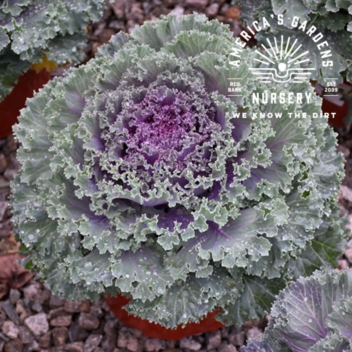 Nagoya Rose Kale