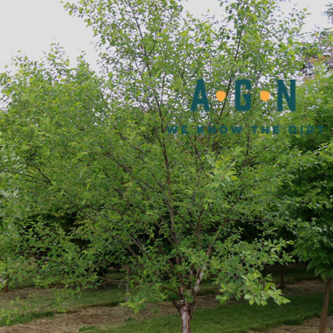 Northern Tribute Dickinson Birch Tree