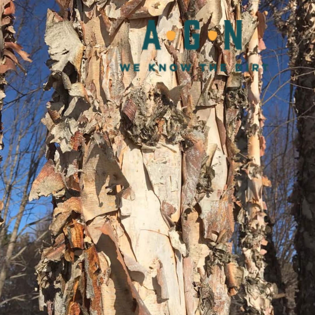 Northern Tribute Dickinson Birch Tree