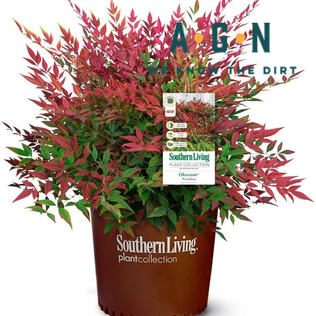 Obsession Nandina