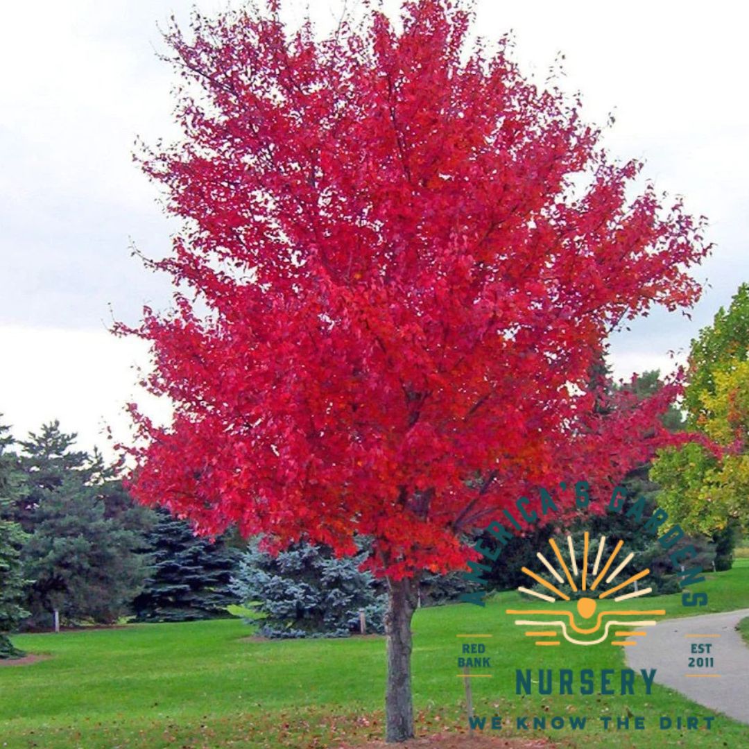 October Glory Maple Tree