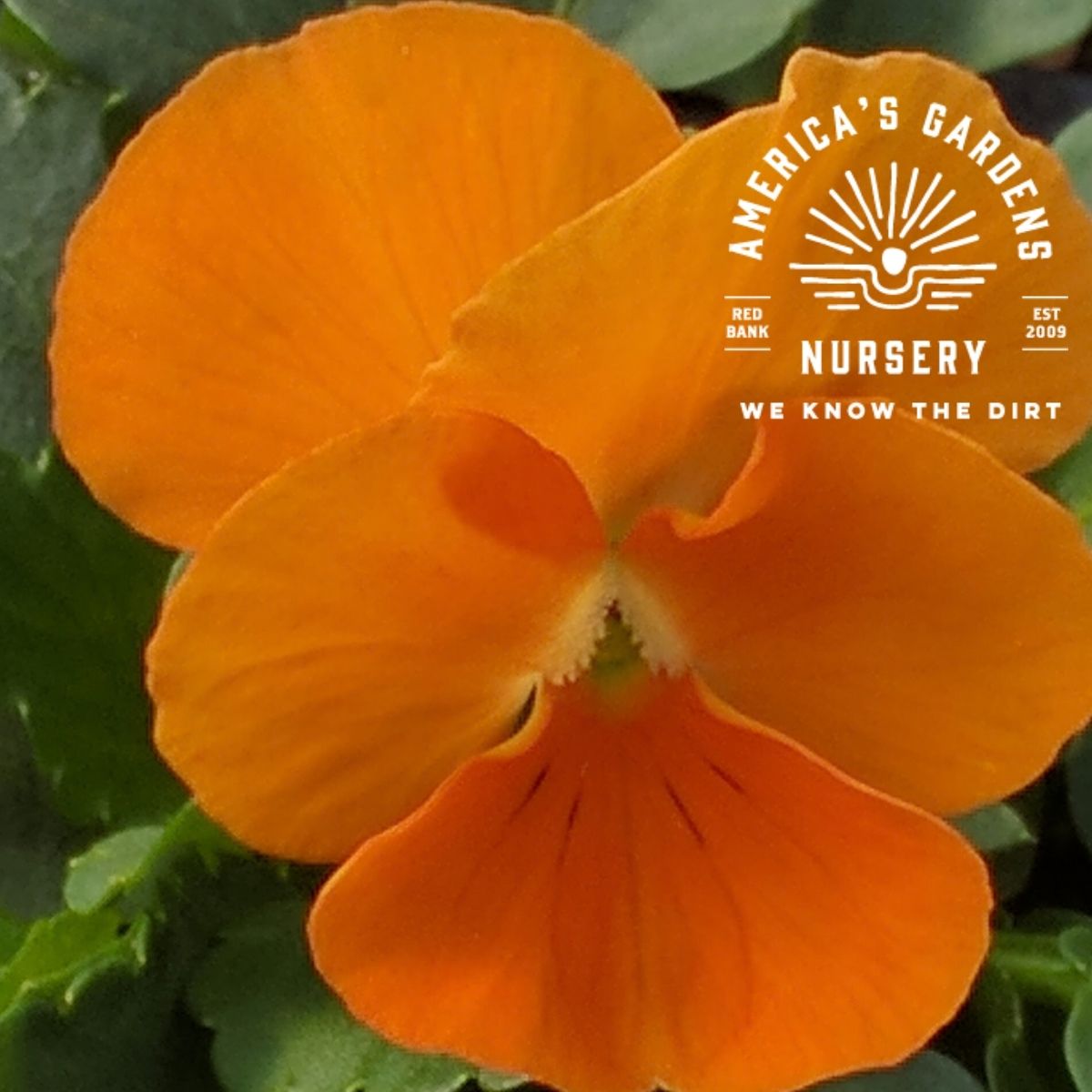 Viola Plants