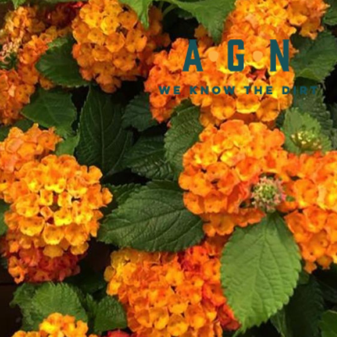 Annual Filled Hanging Baskets