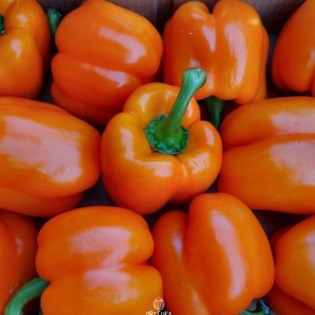 Orange King Bell Pepper Plant