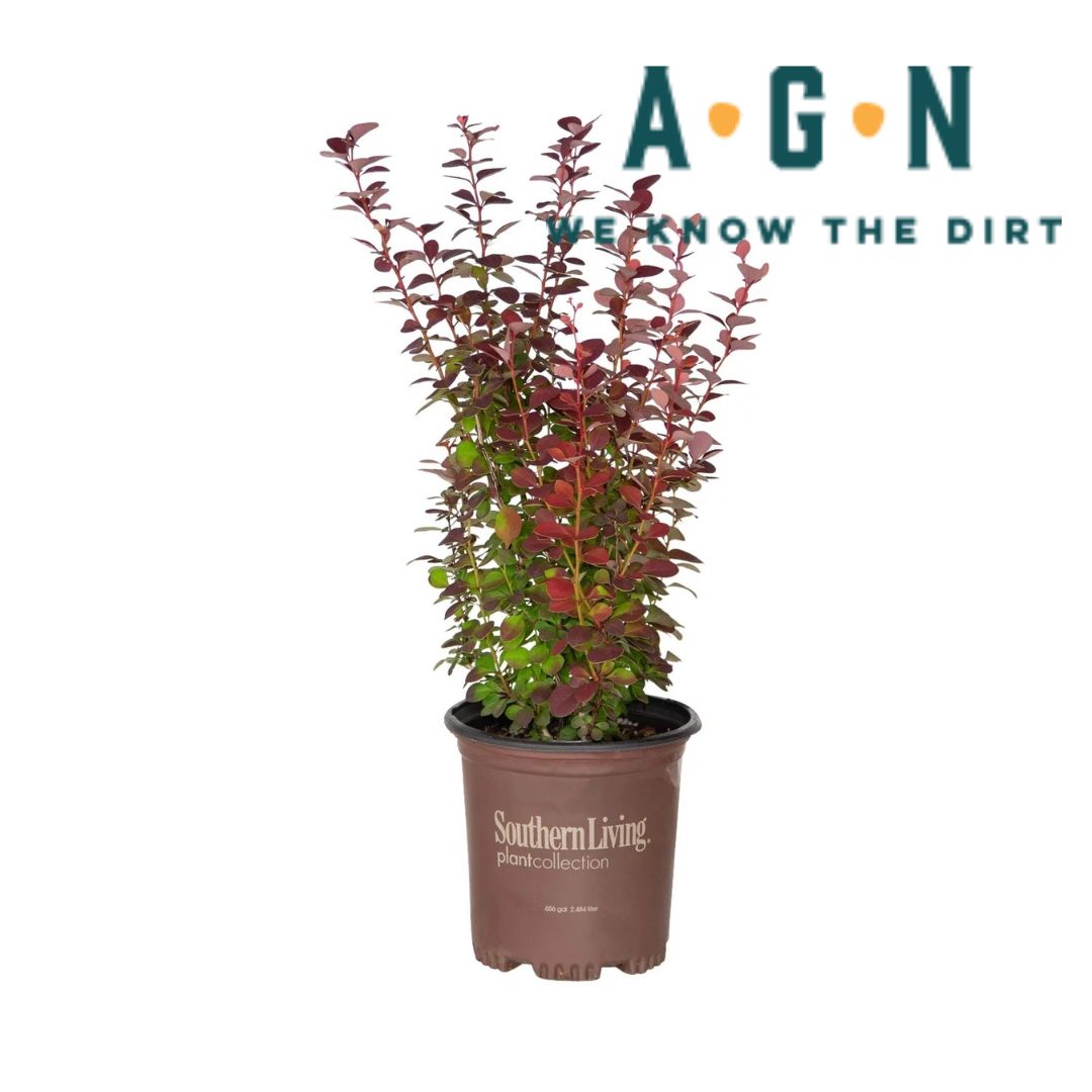 Orange Rocket Barberry