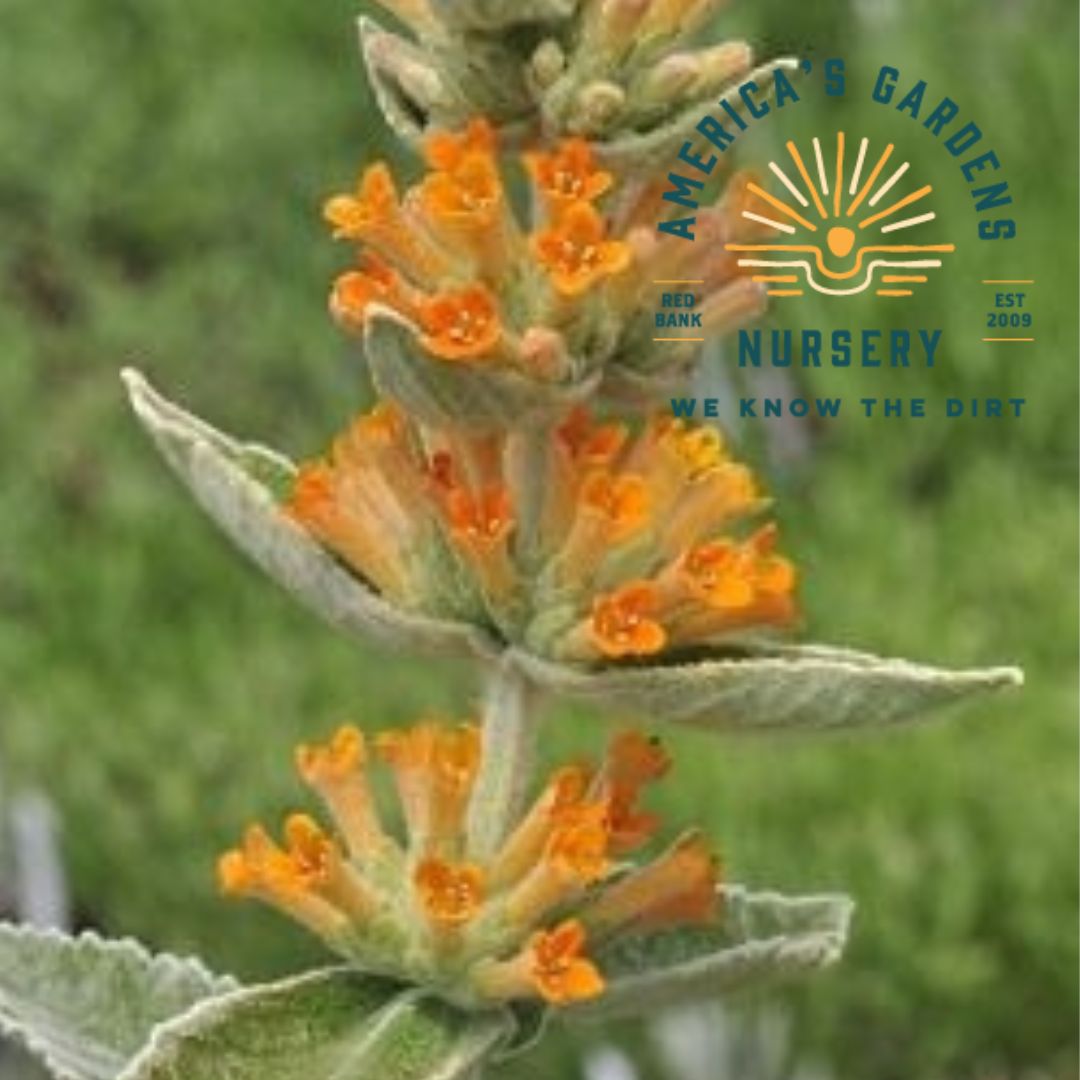 Orange Sceptre Butterfly Bush