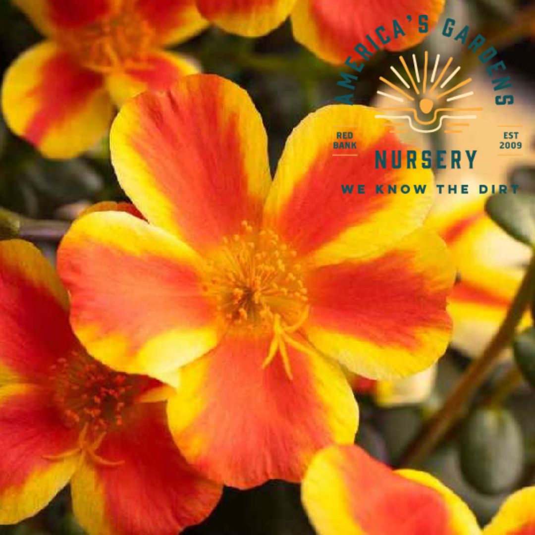 Seaglass Portulaca
