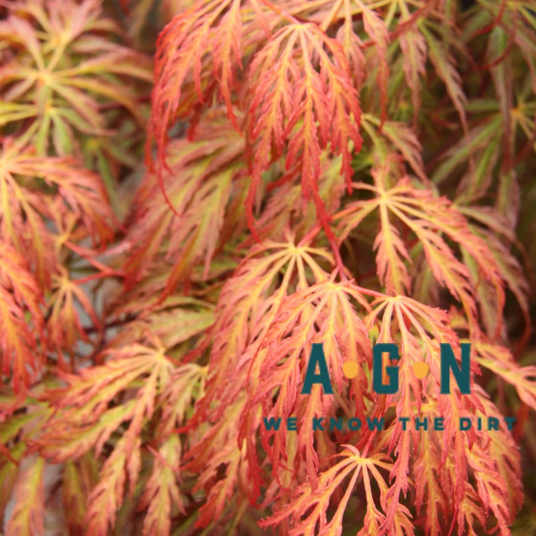 Orangeola Japanese Maple
