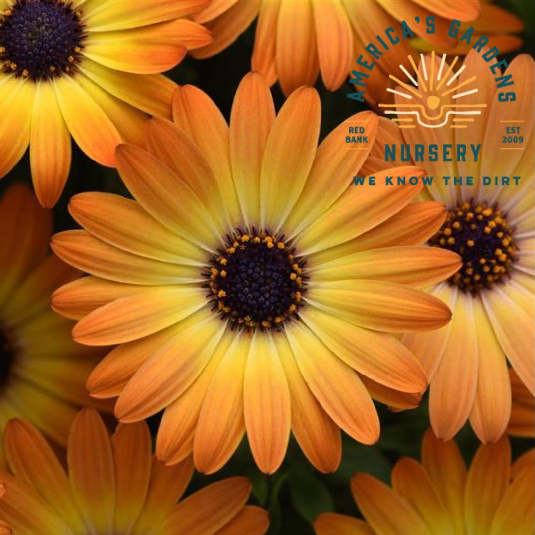 Sunshine Beauty Osteospernum