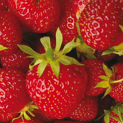Ozark Beauty Strawberry Plant