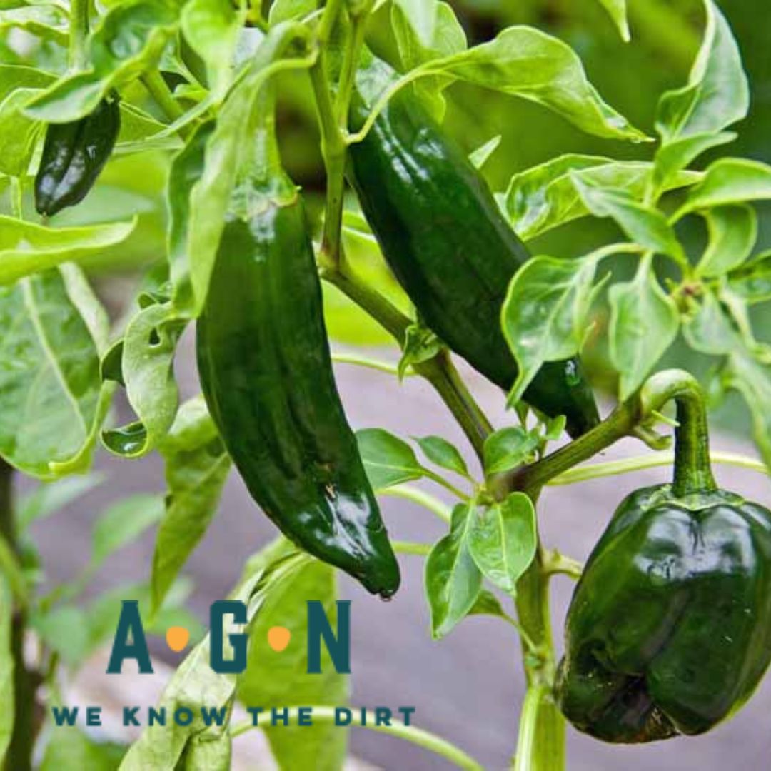 Poblano Pepper Plant