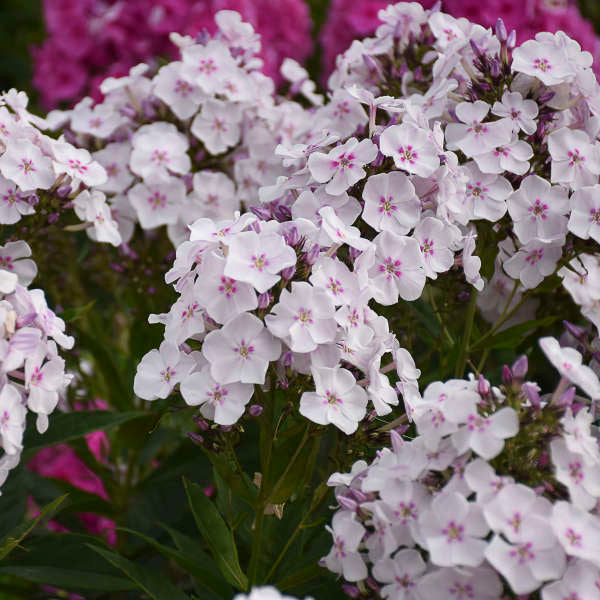 Party Girl Tall Phlox