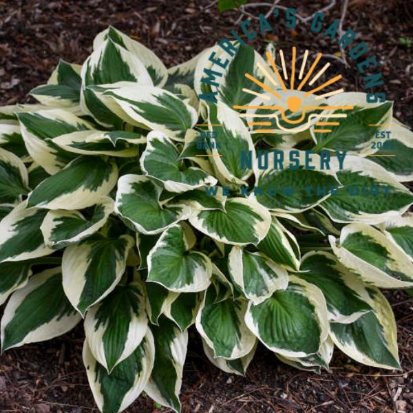 Patriot Hosta