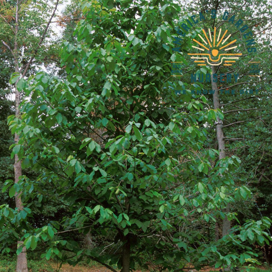 Paw Paw Tree