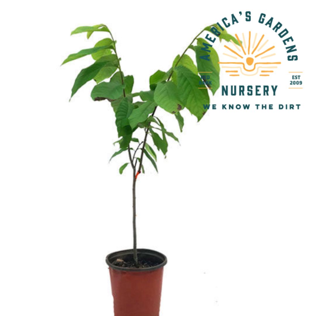 Paw Paw Tree