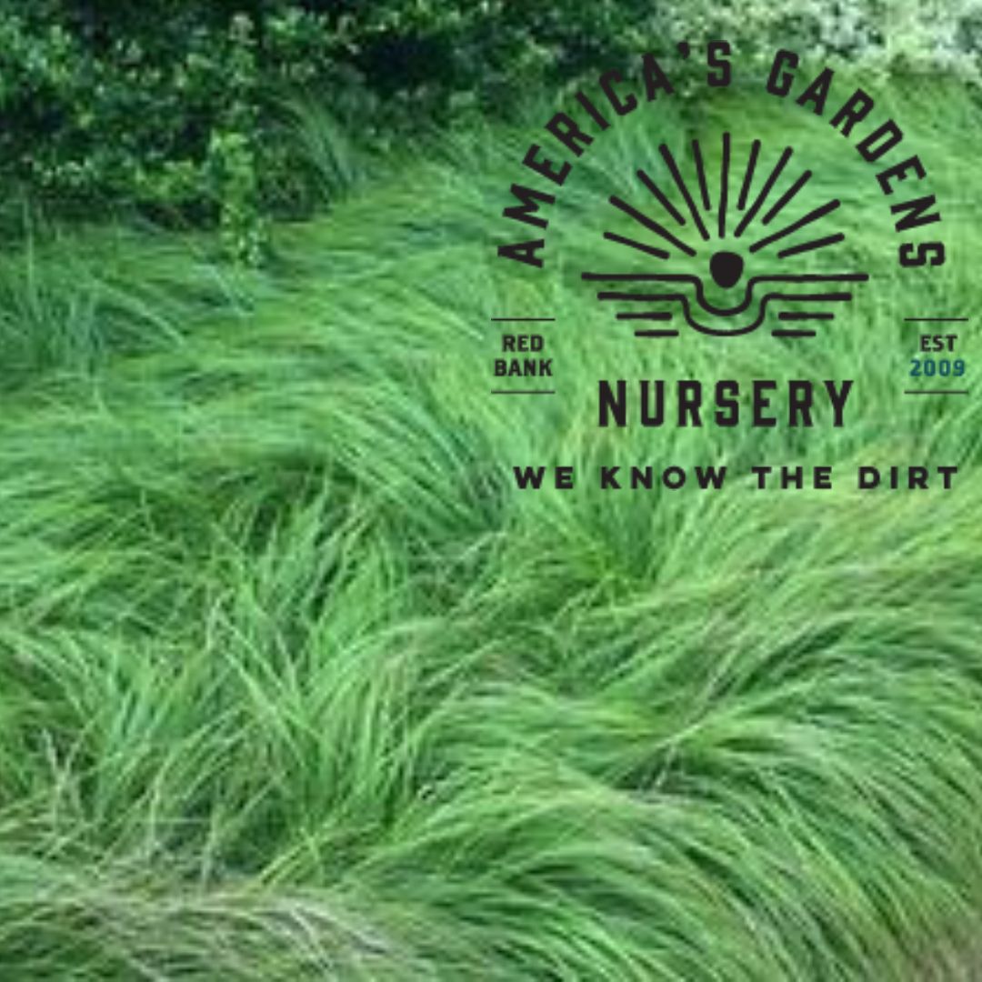 Pensylvanica Carex Grass