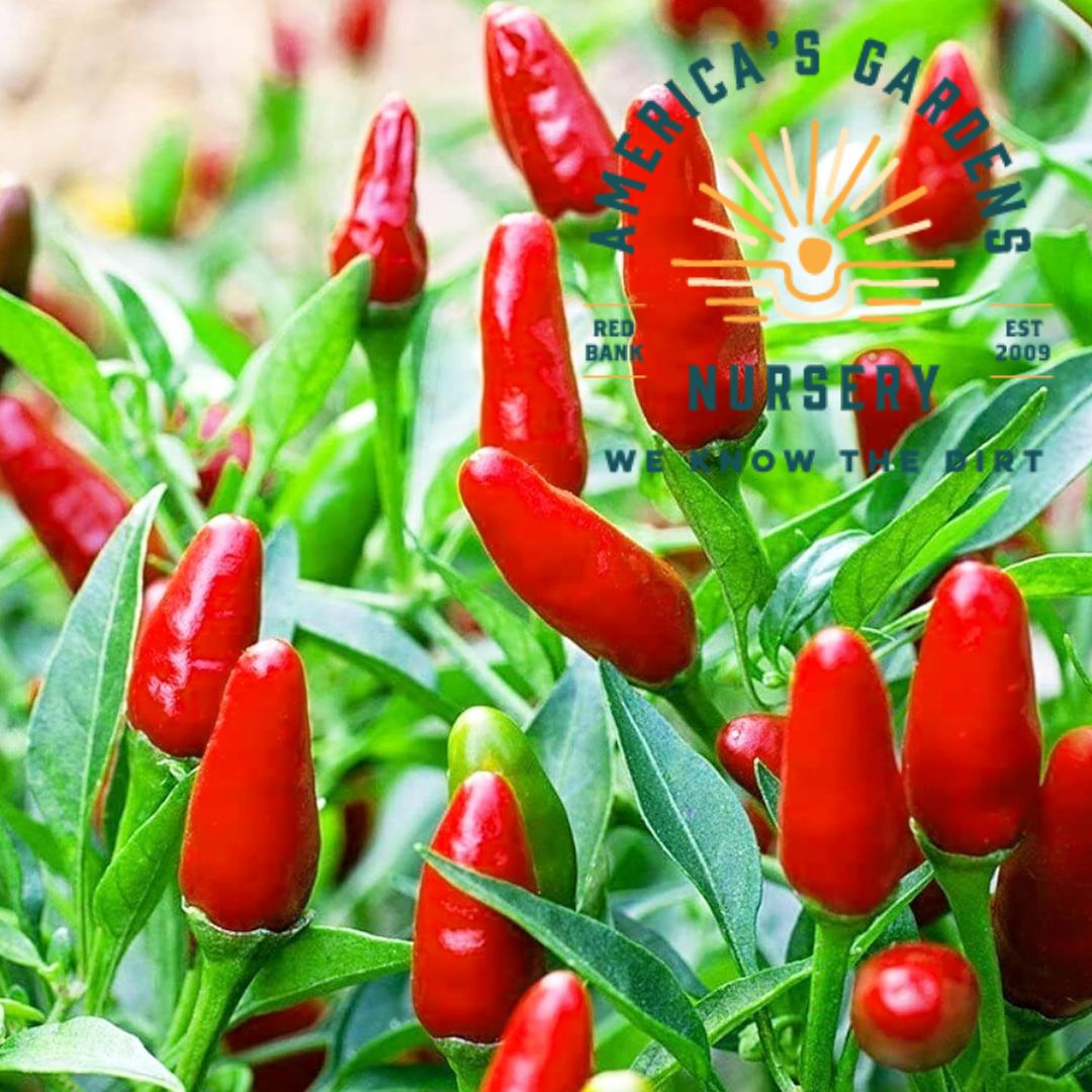 Pequin Bird Pepper Plant