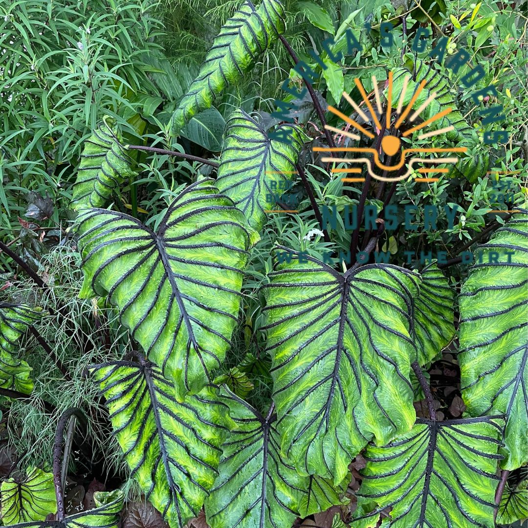 Colocasia Pharaoh's Mask Elephant Ear
