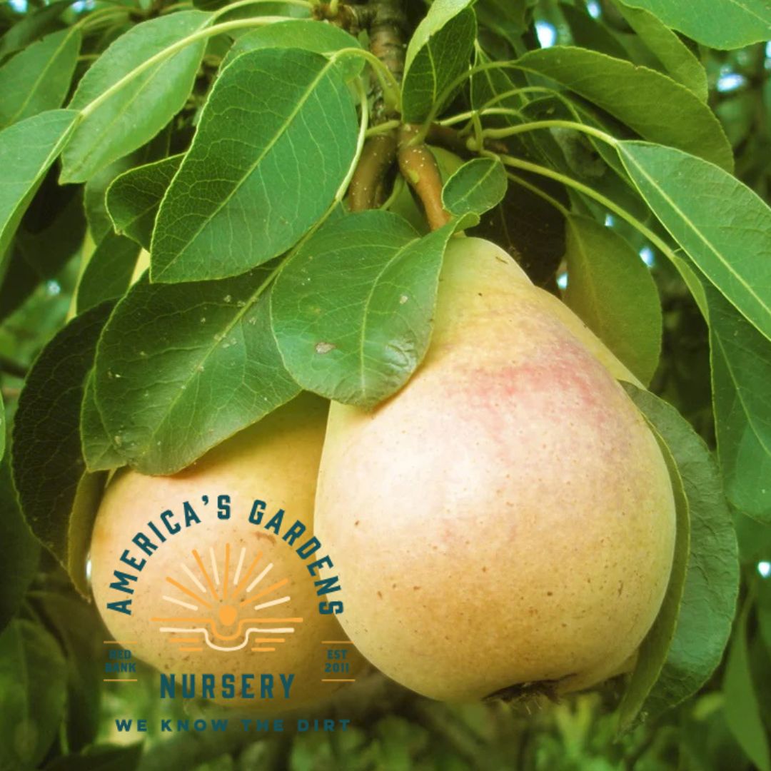 Pineapple Pear Tree