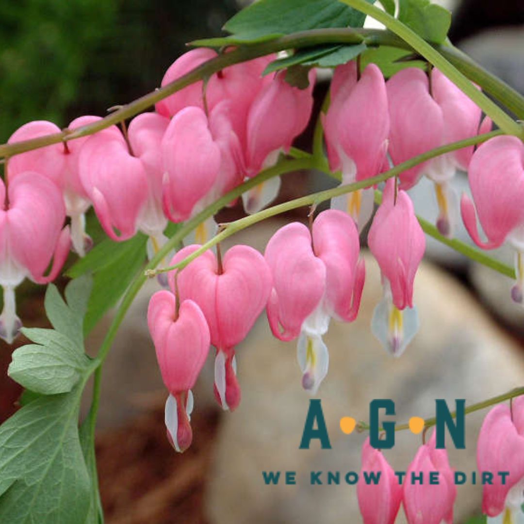 Pink Bleeding Heart