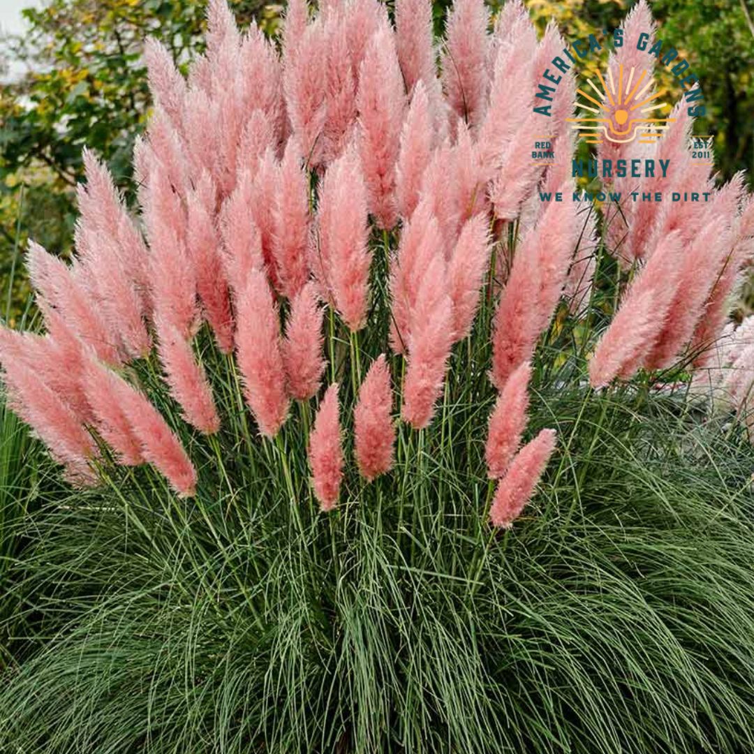Pampas Fountain Grass