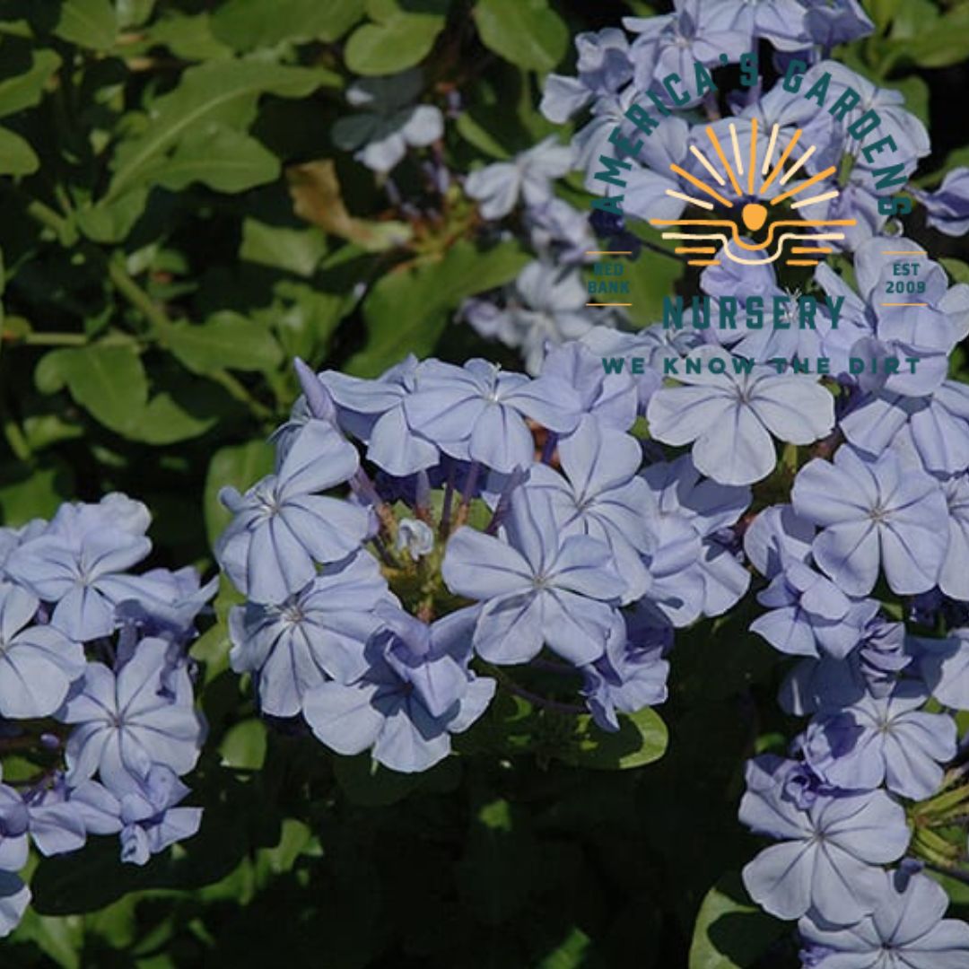 Dark Blue Plumbago