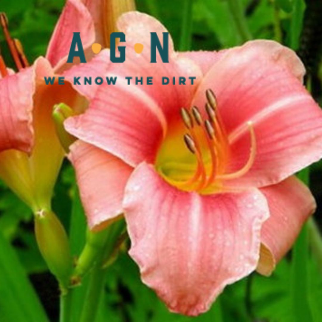 Assorted Daylilies