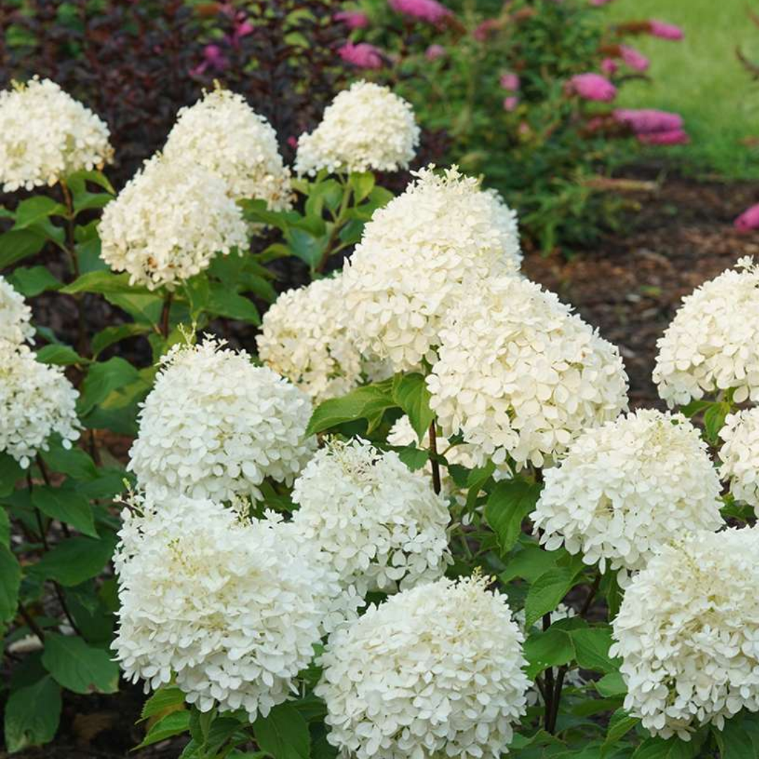 Puffer Fish Hydrangea