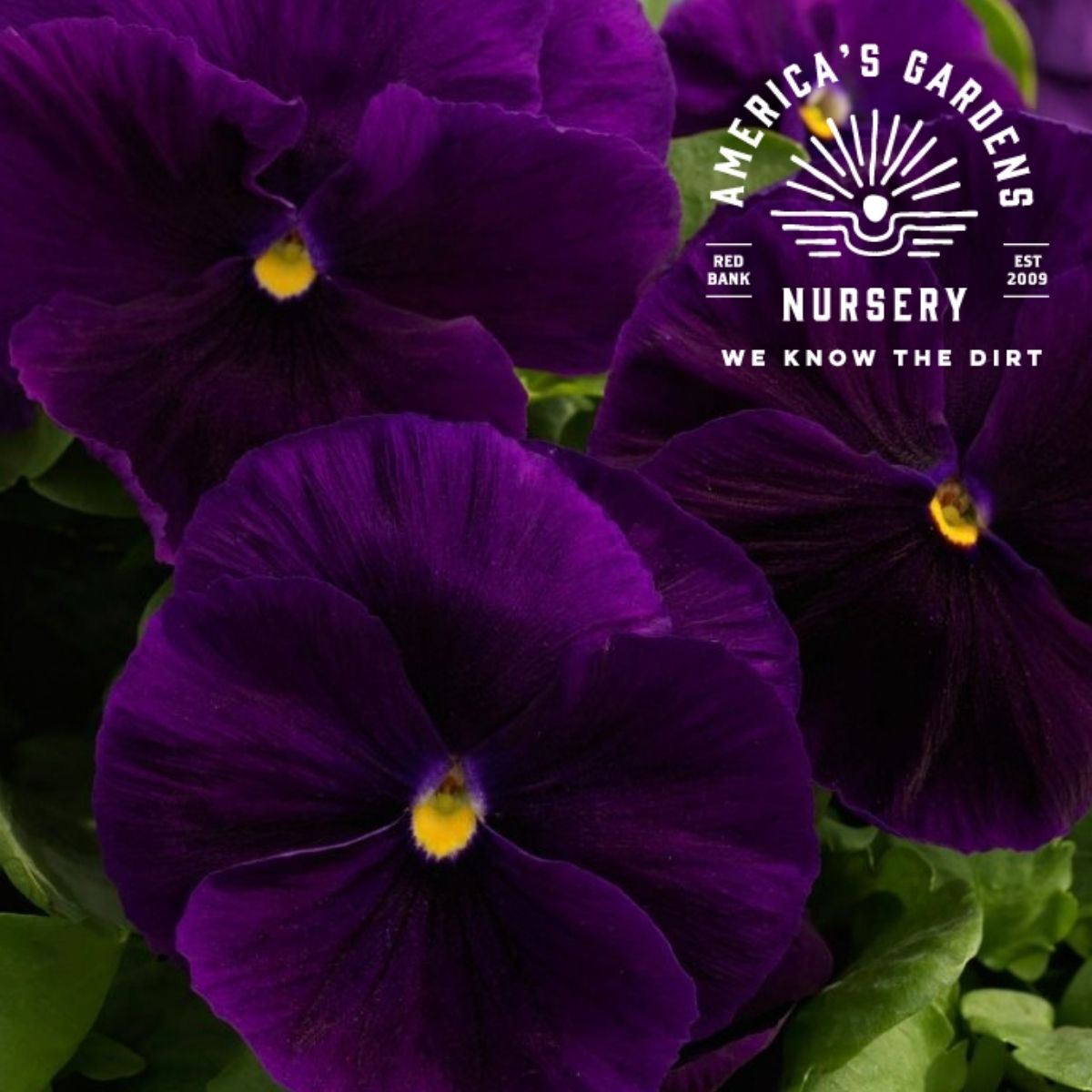 Magestic Giants Pansies